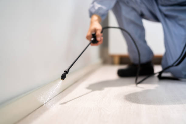 Licensed Termite Control service in Hayfork, CA - Nex Pest Control