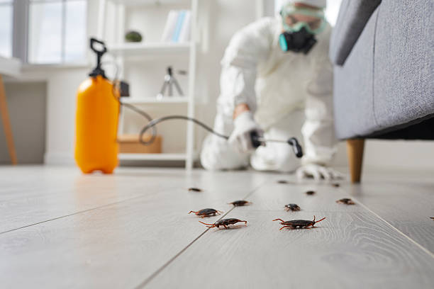 Affordable Termite Control solutions in Hayfork, CA